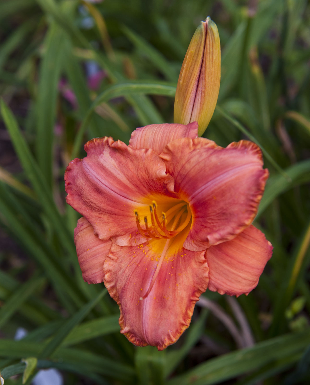 Davis Boxwood & Daylily Nursery